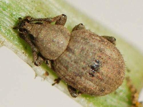Réf. 116 209 : Pseudoperitelus senex