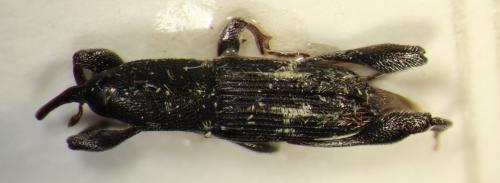 Phaenomerus sp.