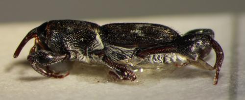 Phaenomerus sp.