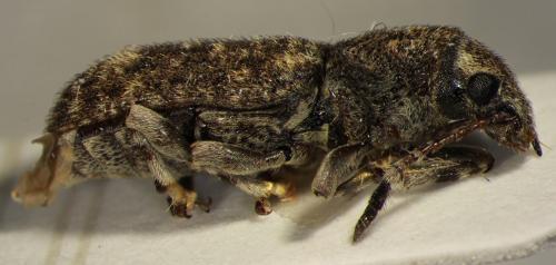 Réf. 116 981 : Eucorynus crassicornis