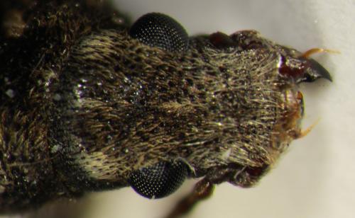 Réf. 116 984 : Eucorynus crassicornis