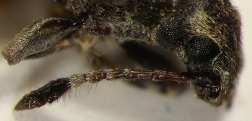 Réf. 116 983 : Eucorynus crassicornis