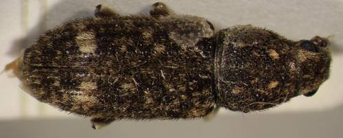 Réf. 116 982 : Eucorynus crassicornis