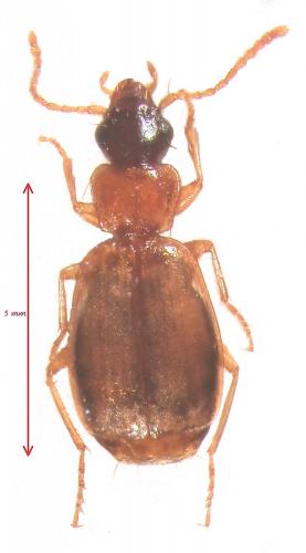 Philorhizus liguricus