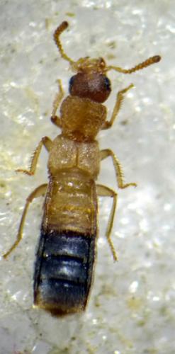 Phytosus nigriventris