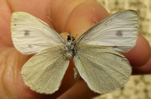 Réf. 116 667 : Pieris mannii
