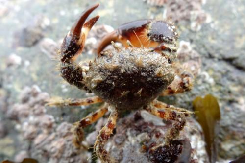 Pilumnus hirtellus