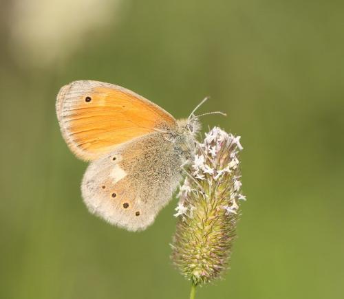 Coenonympha rhodopensis