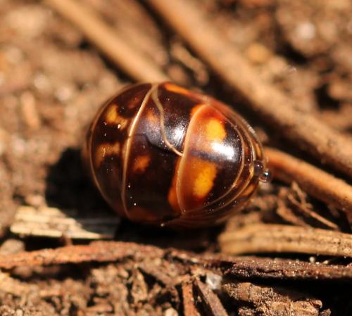 Glomeris sp.