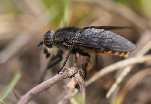 Hybomitra auripila