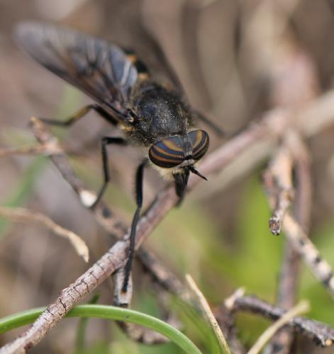 Hybomitra auripila