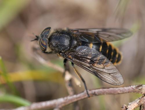 Hybomitra auripila