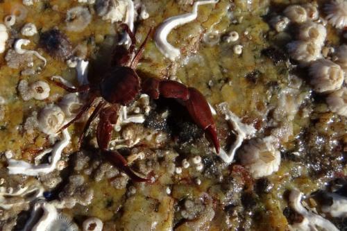 Réf. 116 077 : Pisidia longicornis