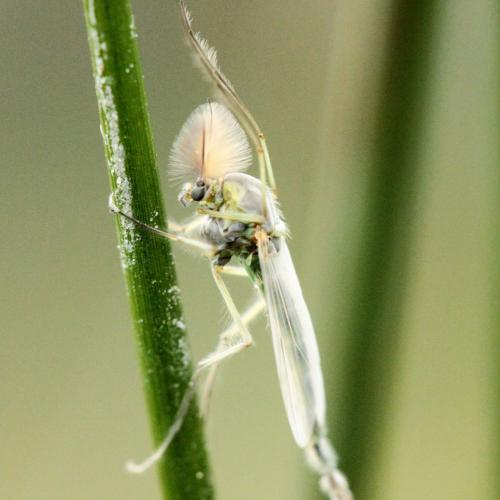 Chironomus sp.