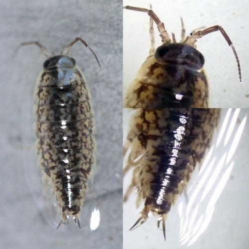 Réf. 116 220 : Ligidium hypnorum