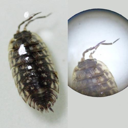 Oniscus asellus