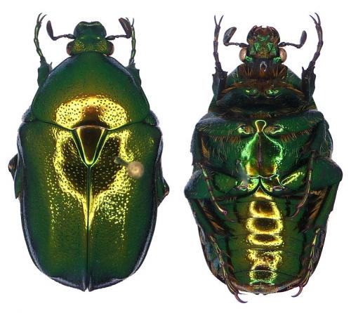 Réf. 116 786 : Protaetia pryeri