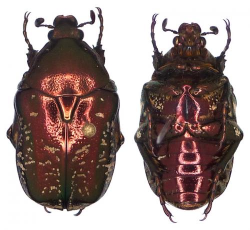 Réf. 116 794 : Protaetia pryeri