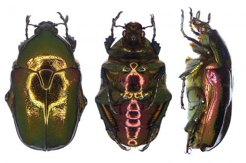 Réf. 116 859 : Protaetia pryeri oschimana