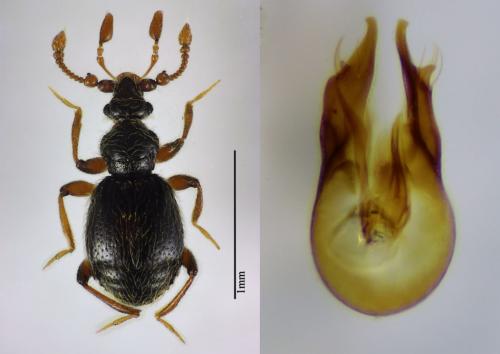 Réf. 116 764 : Bryaxis curtisii