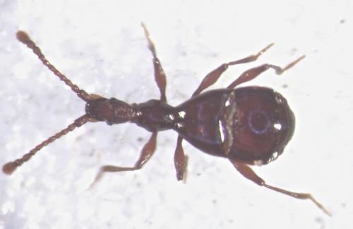 Pselaphostomus stussineri