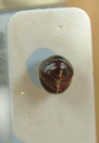 Pterorthochaetes sp.