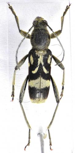 Réf. 116 342 : Chlorophorus figuratus