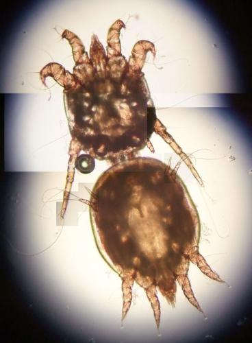 Psoroptes cuniculi