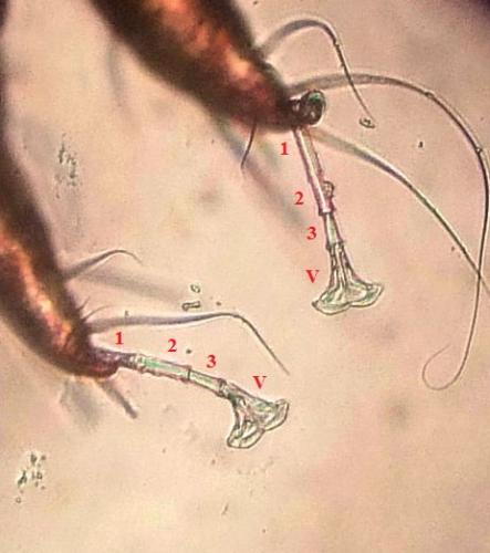 Psoroptes cuniculi