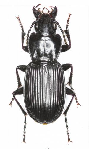 Pterostichus lasserrei