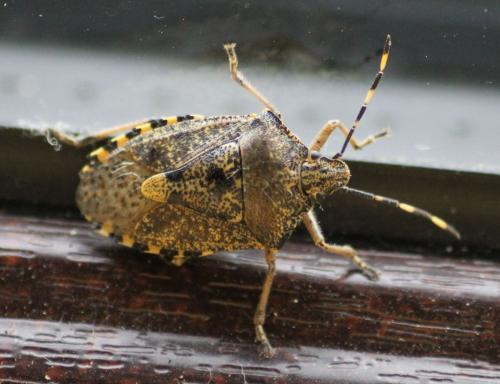 Réf. 116 006 : Rhaphigaster nebulosa