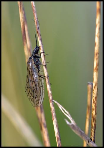 Sialis sp.