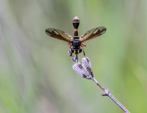 Réf. 116 278 : Physocephala rufipes
