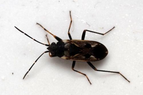 Rhyparochromus vulgaris