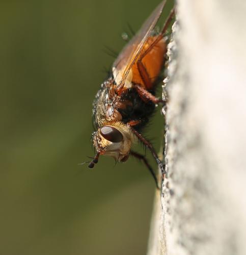 Tachina fera