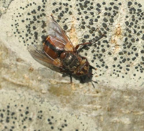 Tachina fera
