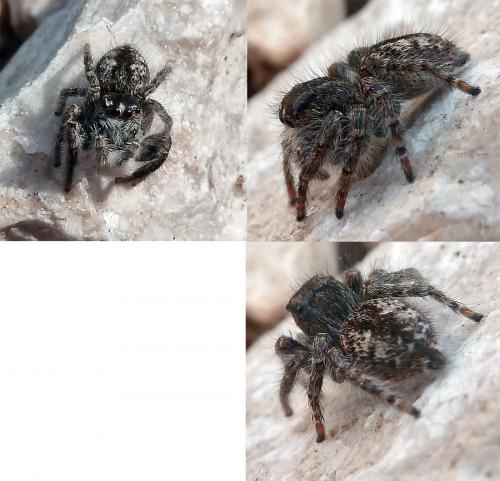 Philaeus chrysops