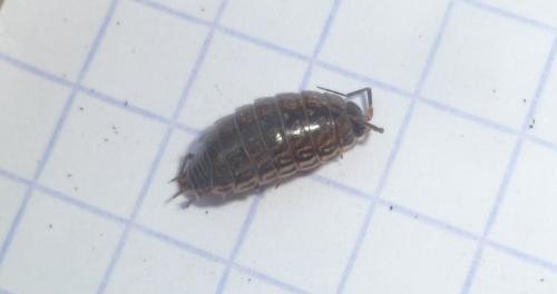 Réf. 116 338 : Philoscia muscorum