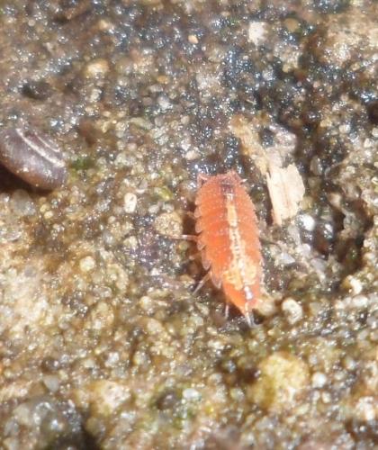Androniscus dentiger