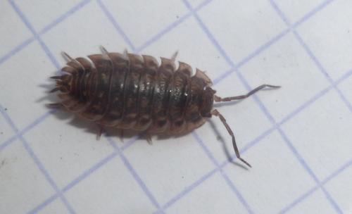 Réf. 116 440 : Oniscus asellus