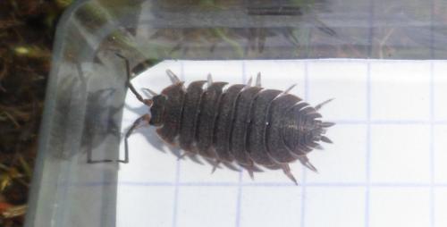 Porcellio scaber