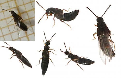 Réf. 116 341 : Atheta sp.