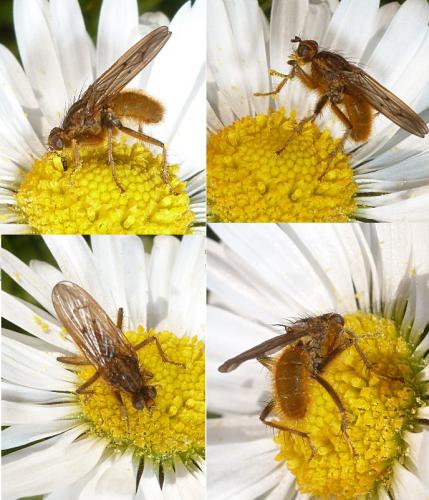 Scathophaga stercoraria