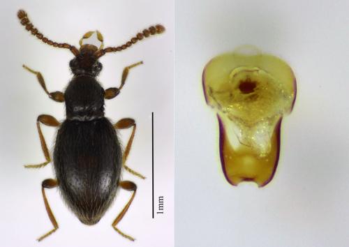 Neuraphes elongatulus