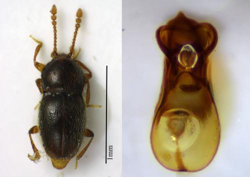 Réf. 116 572 : Cephennium thoracicum