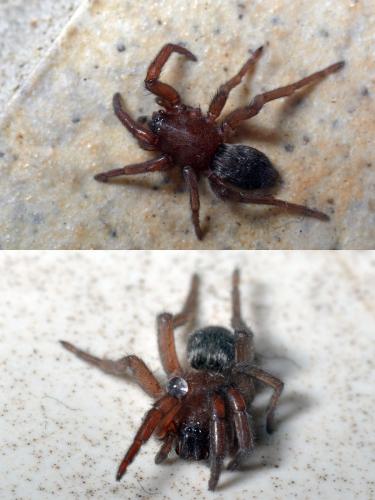 Réf. 116 227 : Scotophaeus sp.