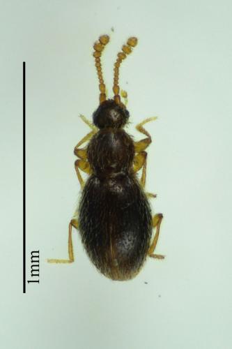 Réf. 116 767 : Microscydmus sp.