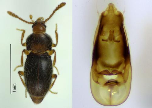 Cephennium gallicum