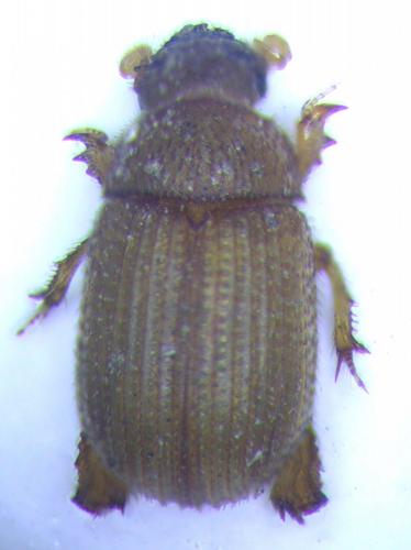 Glaresis sp.