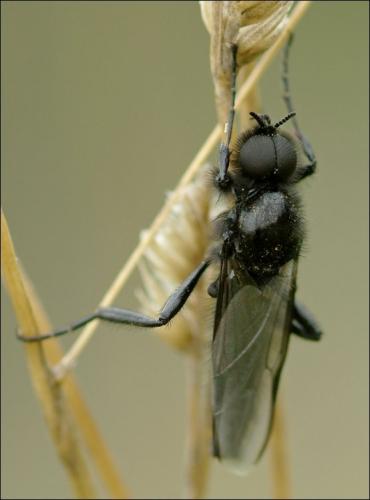 Bibio sp.